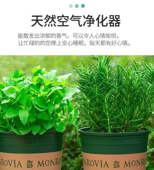 迷迭香的生命周期（多年生还是一年生？）
