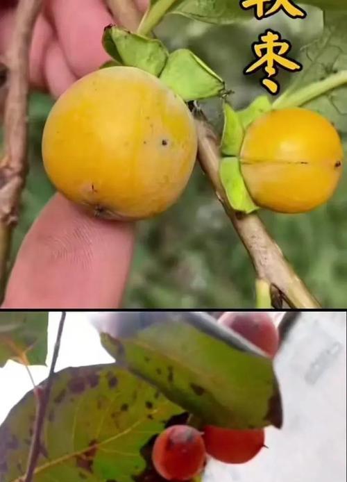 软枣子几年结果实——探究软枣子的生长周期和果实产量（软枣子的种植方法和管理技巧，打造高产果园）