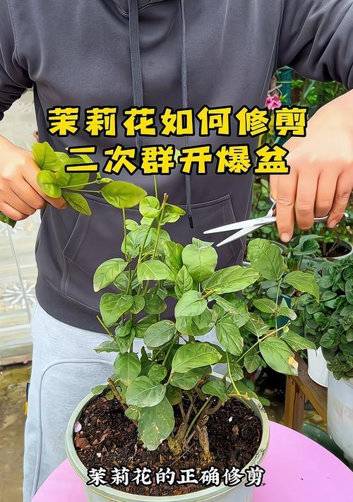 夏天茉莉修枝的技巧（打造茉莉清凉夏日花园的秘诀）