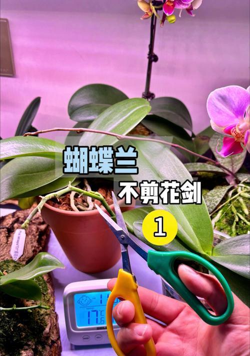 佛珠兰养护秘籍（打造绿意盎然的佛珠兰生活空间）