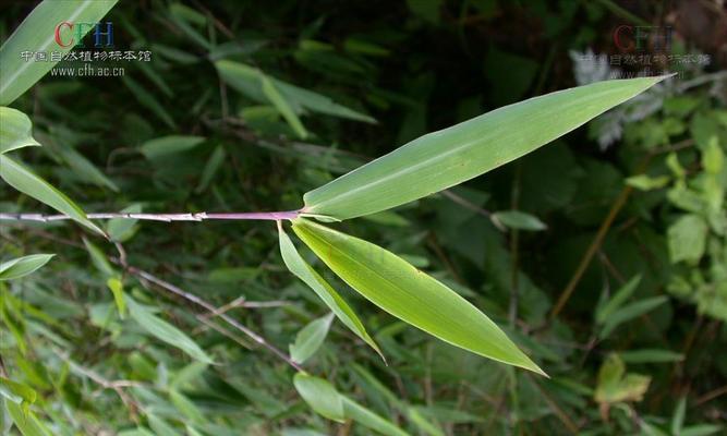 箭竹——一种传统的中药材植物（箭竹的种类、分布和药用价值）