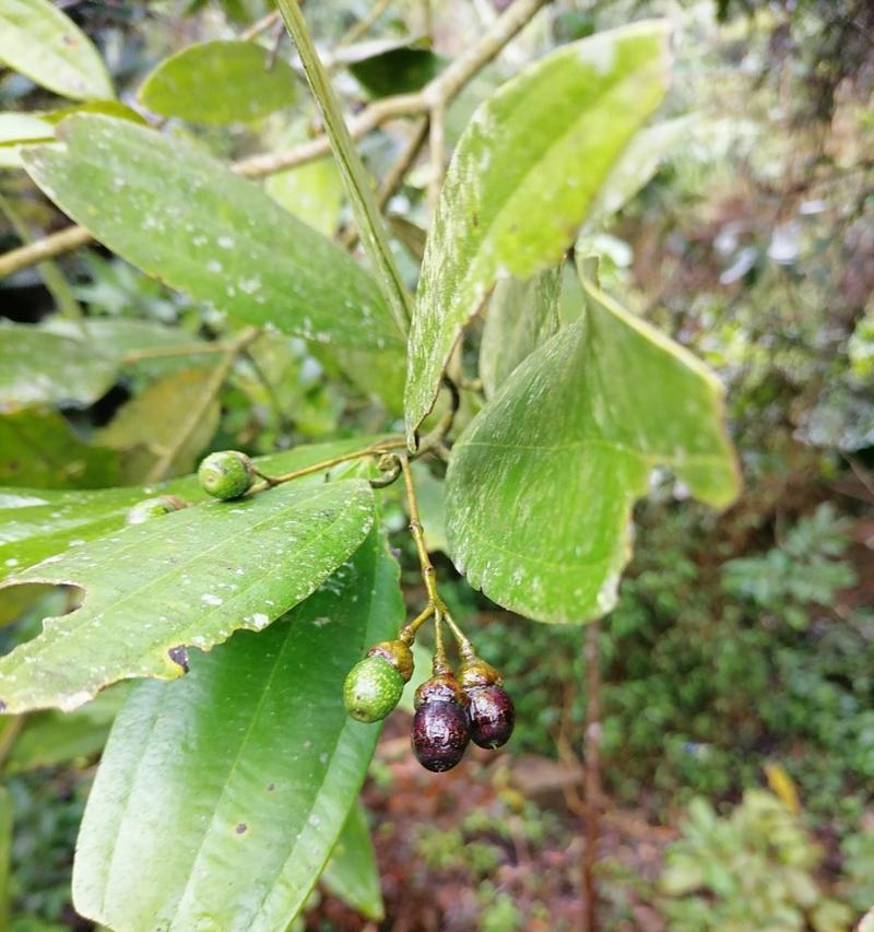 探究桂花树种子的特征（桂花树种子外形及特点）