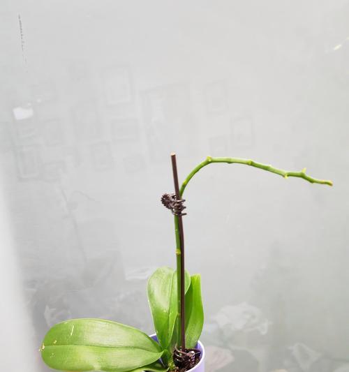 蝴蝶兰的家庭养殖技巧（让你的蝴蝶兰在家里健康茁壮成长的秘诀）