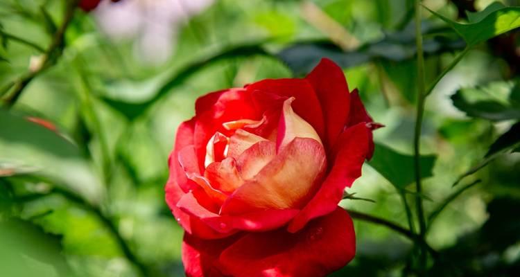 冬天如何繁殖月季花（冬季月季花繁殖技巧与方法）