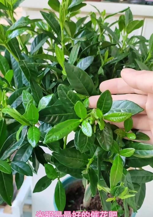 栀子花不长新叶不开花苞的原因及解决方法（探究栀子花不长新叶和不开花苞的根本问题及有效的养护方法）