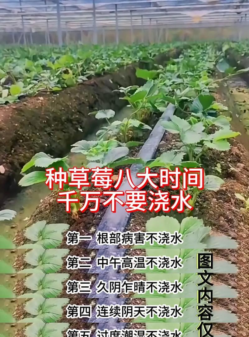 解决土壤碱性大问题的有效措施（培育花园的秘诀及技巧）