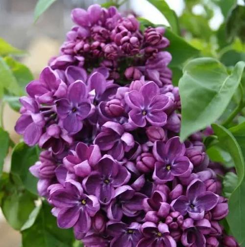 丁香花的无叶奇观（揭秘丁香花不生叶的原因及其独特之处）