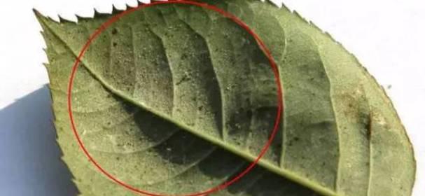 牡丹花长腻虫的预防与防治方法（保护牡丹花不被长腻虫侵害的有效措施）