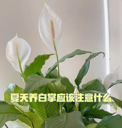 白掌休眠期修剪技巧大揭秘（打造健康美丽的白掌，提高观赏价值）