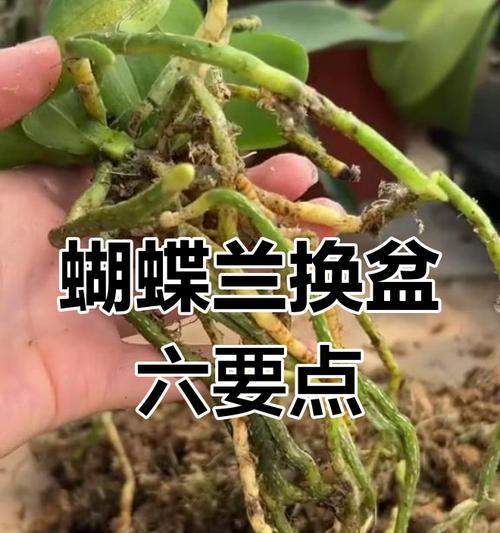 如何正确换盆蝴蝶兰（蝴蝶兰换盆时间及步骤）