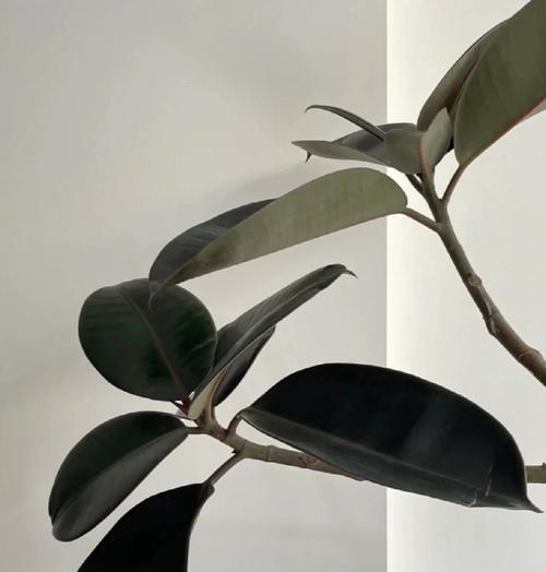 探索橡皮树的分支发展（橡皮树分支的特点和机制）