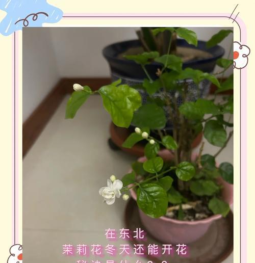 冬天茉莉花的开放之谜（解析茉莉花在严寒冬季中如何绽放美丽）