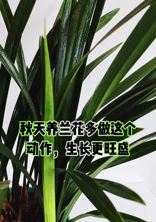 新手养兰花的换盆技巧（养兰花换盆步骤详解，让你成为盆栽专家！）