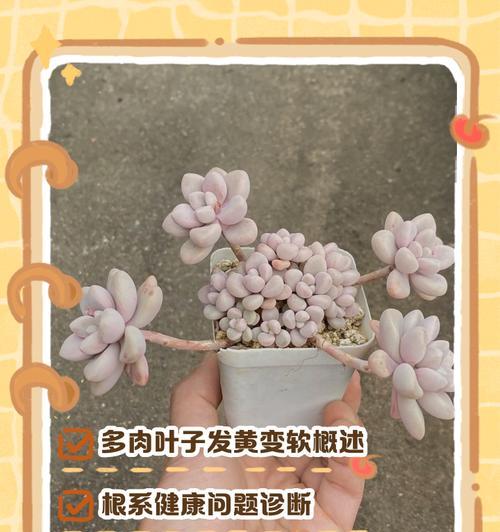 富士多肉叶子变白的原因及应对措施（揭秘富士多肉变白的真相，告诉你如何防治）