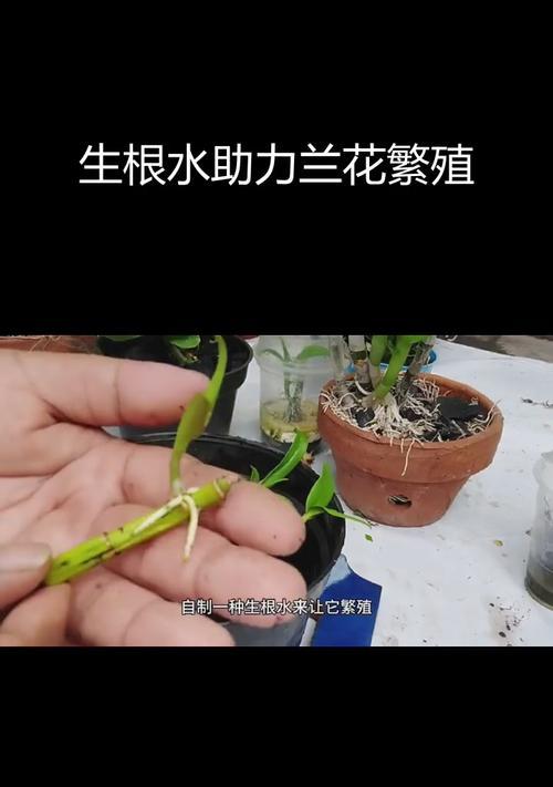 扦插生根技巧与方法（快速辨别扦插生根最有效的方法）