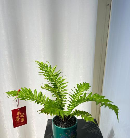 蕨类植物的正确浇水方法（掌握水分量与浇水频率，助您打造健康蕨类植物）