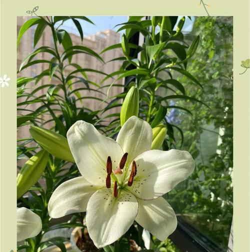 从球茎分辨百合花的颜色（通过球茎特征轻松辨别百合花色彩）