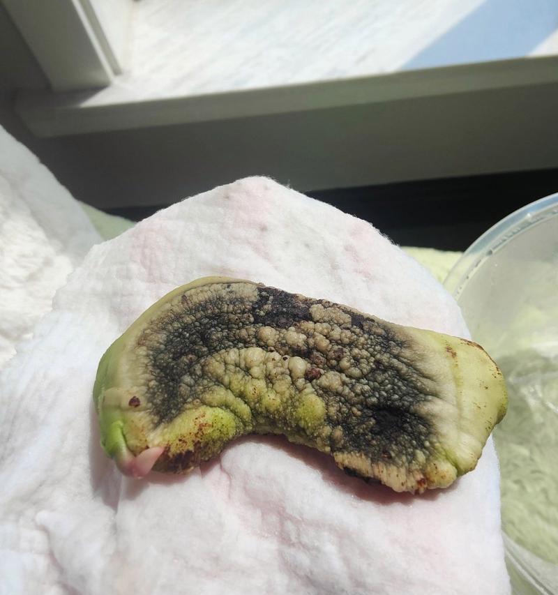 如何种植小芒果种子（从小芒果里的籽儿到花园中的芒果树）