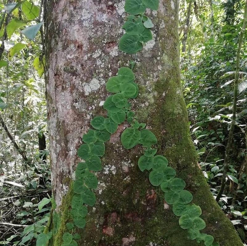 冬季植物树被冻了怎么办？（教你有效应对冻害，保护植物树的健康）