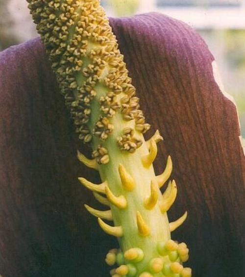 探秘天南星科植物（从生态特征到药用价值，一一揭晓）