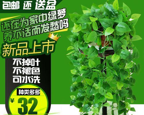 如何合理地将长长的绿萝挂在墙上（绿萝的美化利用技巧和墙上挂植物的注意事项）
