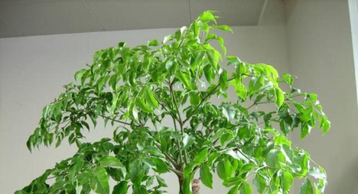 如何管理换盆后的大型幸福树？（关键步骤和注意事项让您的幸福树茁壮成长）