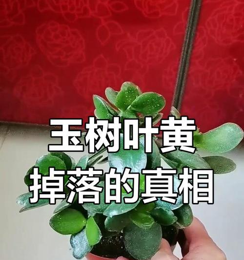 玉树叶软掉叶子的原因及处理方法（揭秘玉树为何叶子软掉？如何保护好它们？）