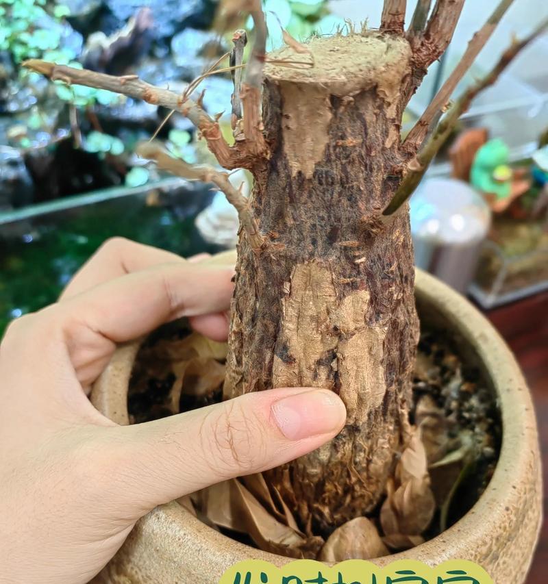 发财树换土后叶黄掉叶原因及应对方法（揭秘发财树换土后叶黄掉叶的主要原因，教你有效应对）