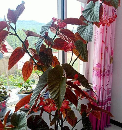 注解海棠（赏析注解海棠的打顶过程，领略其中的独特韵味）