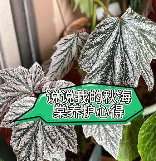 银星秋海棠的养殖技巧与注意事项（打造美丽花园的必备秋季花卉——银星秋海棠）
