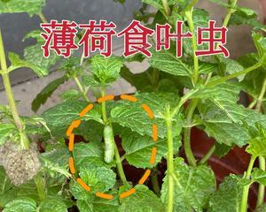 水培薄荷生虫子的应对措施（保护薄荷生长的关键-预防虫害）