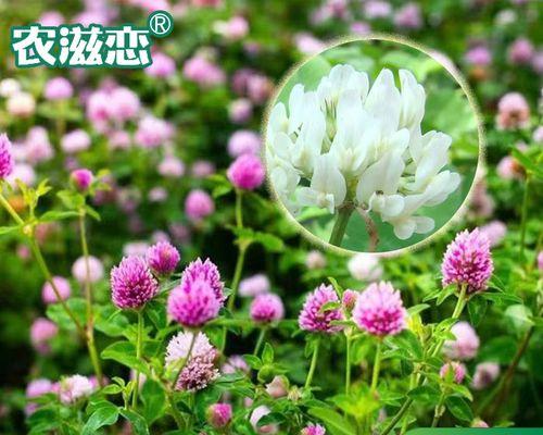 三叶草种子发芽全过程（探究三叶草种子从发芽到生长的过程，了解种子的特性和种植方法）