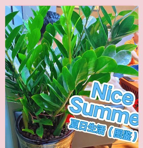 遥钱树的养植方法详解（培育一株茁壮的遥钱树，从这些养植技巧开始！）