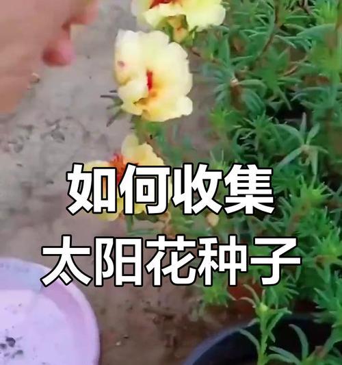 探索花的种子采集的方法和重要性（种子采集，让花的美丽延续生命）