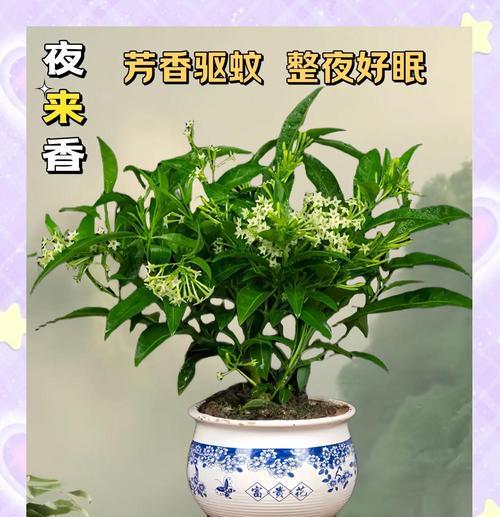 夜来香（香气扑鼻，令人陶醉不已，诠释一场芳香之恋）