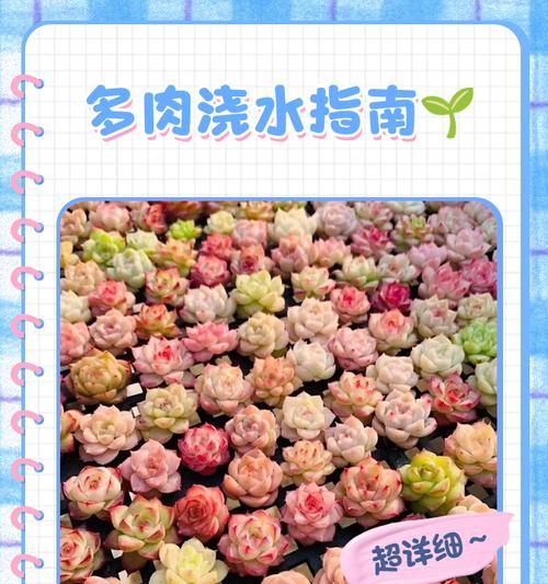 以茜之塔的浇水技巧及方法（打造健康美丽的以茜之塔，浇水是关键）