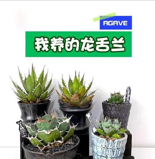 以龙舌兰翡翠盘出杆的酿造技巧（探索龙舌兰翡翠盘的出杆奥秘）
