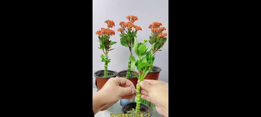如何成功地让植物以落地生根开花（掌握关键养护技巧，培育健康繁盛的花园）