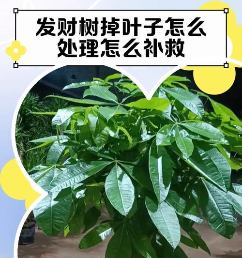 探究发财树叶子枯萎的原因与解决方法（发财树叶子枯萎的成因分析及有效护理技巧）