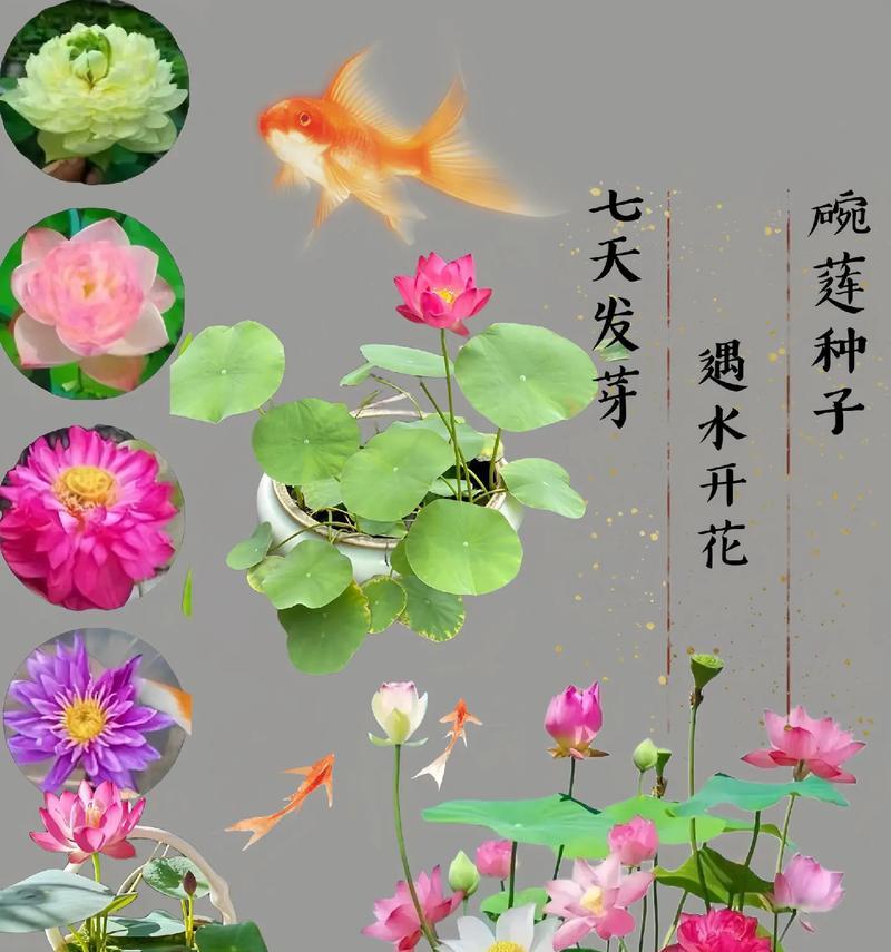 莲花种子发芽的技巧与方法（种植莲花需要注意的关键步骤和技巧）
