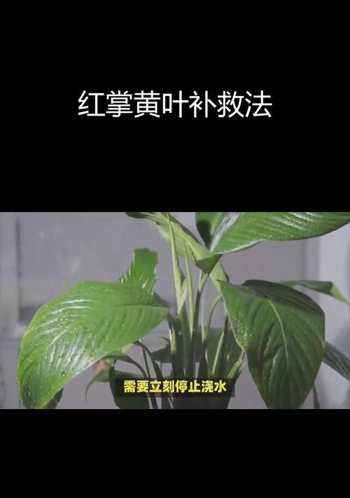 红掌叶子出油的原因与应对方法（掌握关键方法，解决红掌叶子出油难题）