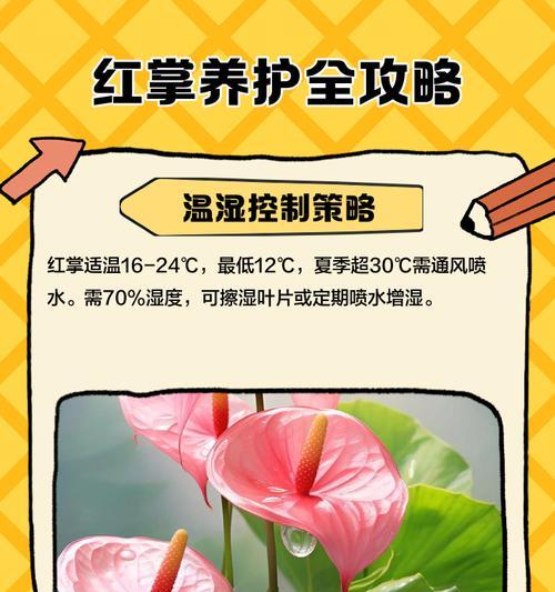 红掌肥料过量使用的危害及应对措施（保护红掌健康成长，正确使用肥料是关键）