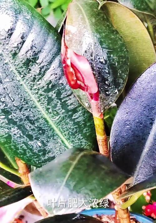 打造美丽庭院的秘密——种植橡皮树（打造绿意盎然的家园，以橡皮树为傲）