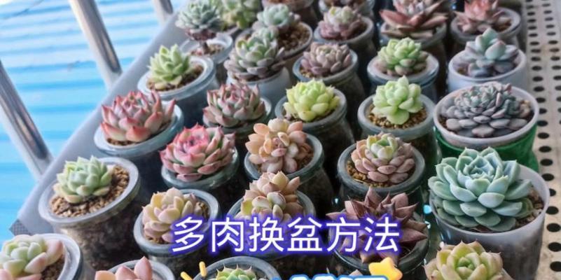 如何正确选择多肉植物进行换盆？