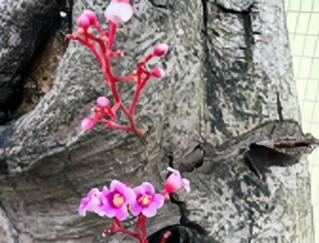 花花的主干异常细弱，如何解决？（细弱主干，花花缺乏支撑力）