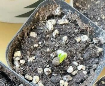 北方秋葵种植攻略（秋葵播种时间及栽培技巧）