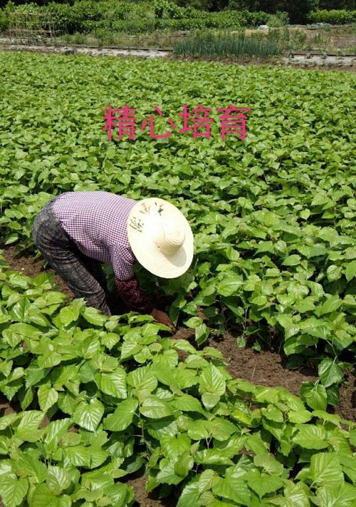 果桑种植条件及适合的区域（适合种植果桑的气候条件和栽培技术）