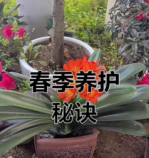 土壤肥力的培养和施肥技巧