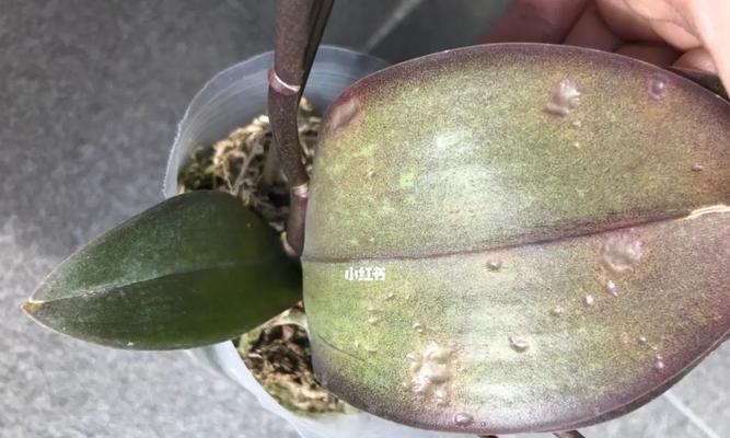 蝴蝶兰叶片瘦的原因及解决办法（解决蝴蝶兰叶片瘦的有效方法）