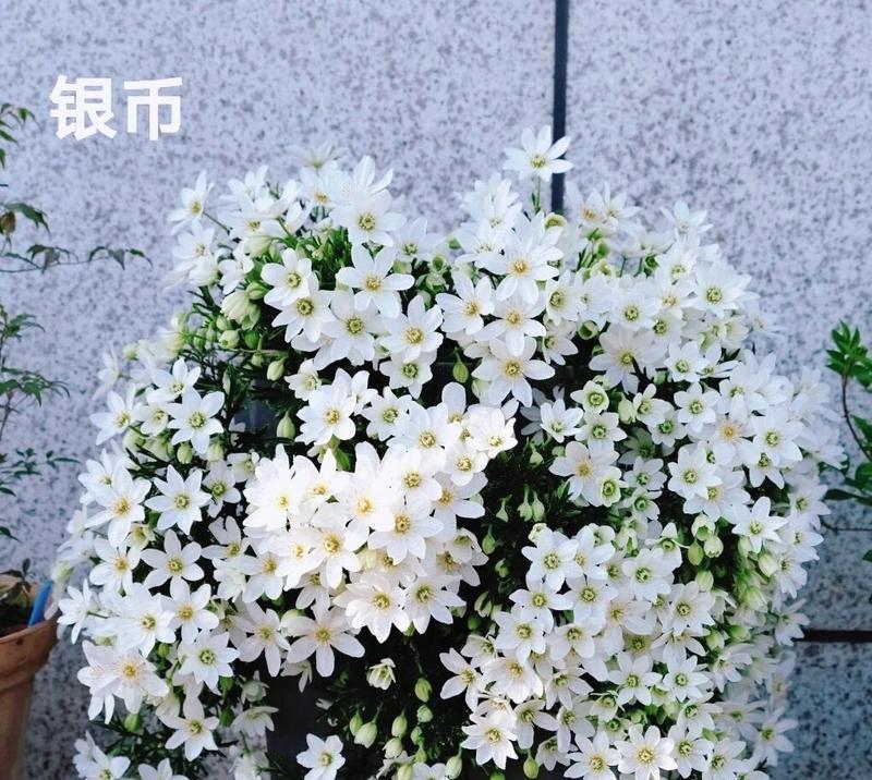 铁线莲叶子干枯怎么办？（怎样护理铁线莲让它的叶子重新变得鲜绿？）